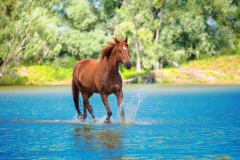 Horse Stock Photos