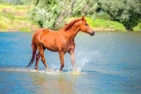 Horse Stock Photos