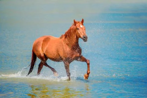 Horse Stock Photos