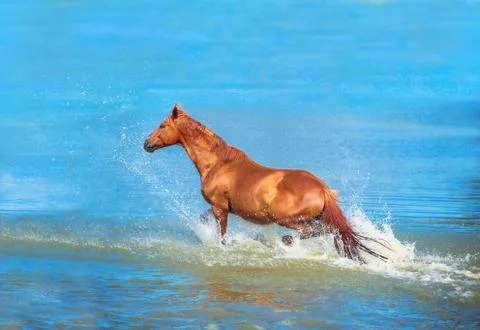 Horse Stock Photos