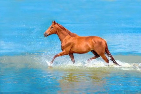 Horse Stock Photos