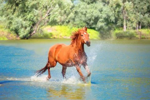 Horse Stock Photos