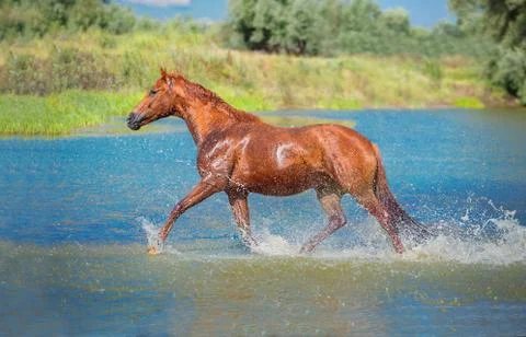 Horse Stock Photos