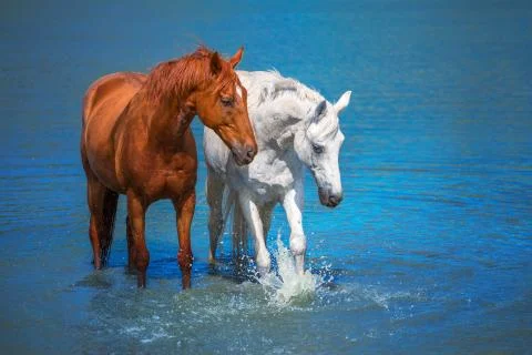 Horse Stock Photos