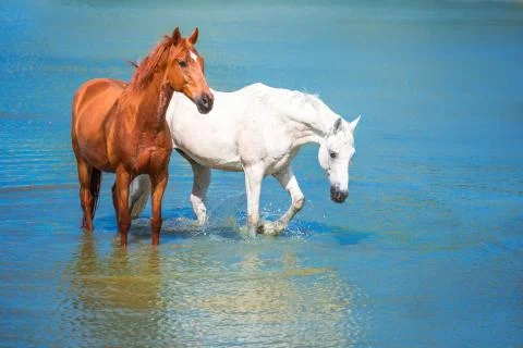 Horse Stock Photos