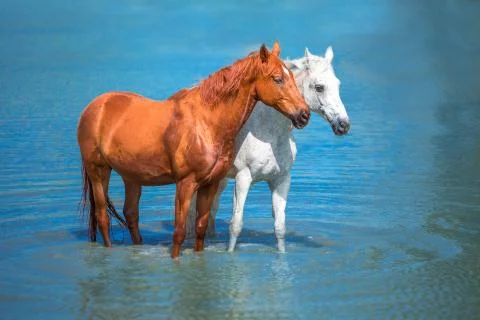 Horse Stock Photos