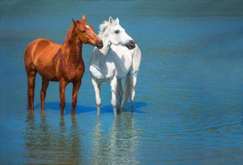 Horse Stock Photos