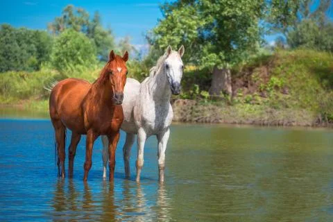 Horse Stock Photos