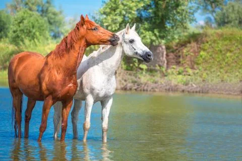Horse Stock Photos