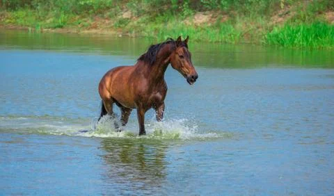 Horse Stock Photos