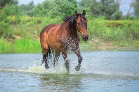 Horse Stock Photos