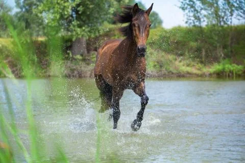 Horse Stock Photos