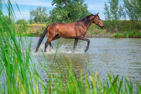 Horse Stock Photos