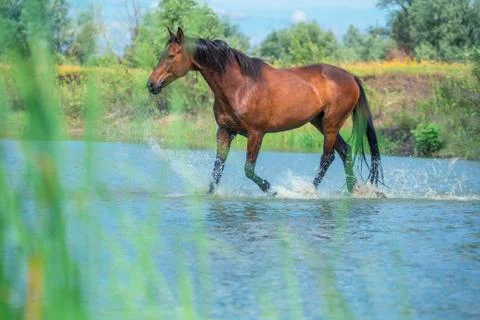 Horse Stock Photos
