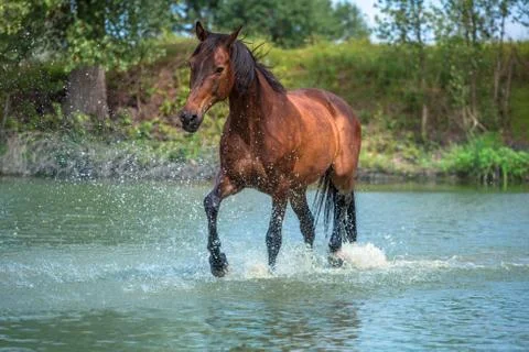 Horse Stock Photos