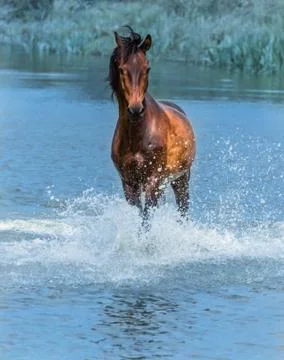 Horse Stock Photos
