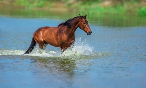 Horse Stock Photos