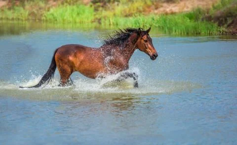 Horse Stock Photos