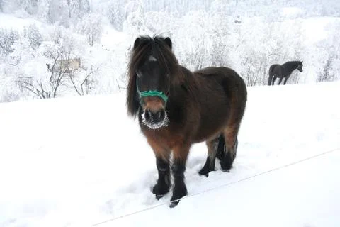 Horse Stock Photos