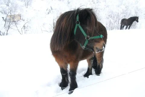 Horse Stock Photos