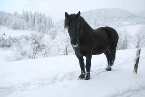 Horse Stock Photos
