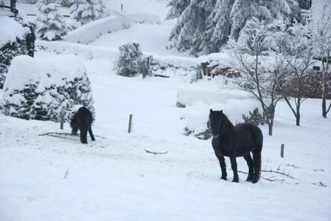 Horse Stock Photos