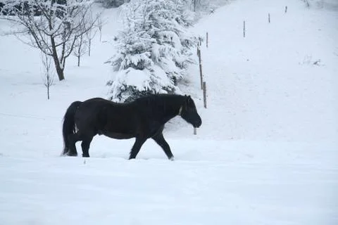 Horse Stock Photos