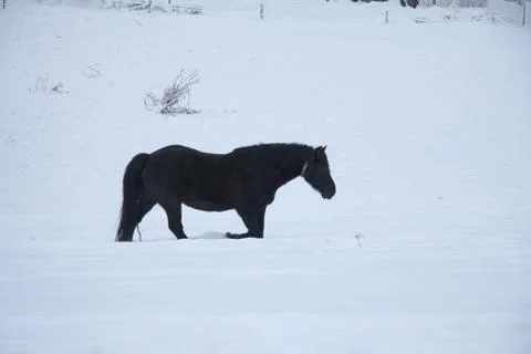 Horse Stock Photos