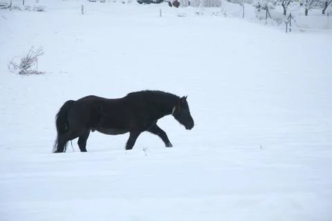 Horse Stock Photos