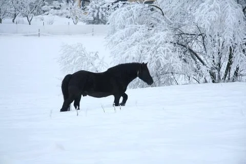 Horse Foto stock