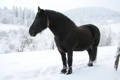 Horse Stock Photos
