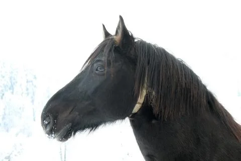 Horse Stock Photos