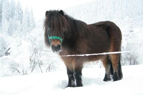 Horse Stock Photos
