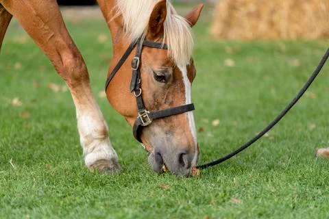 Horse Stock-Fotos