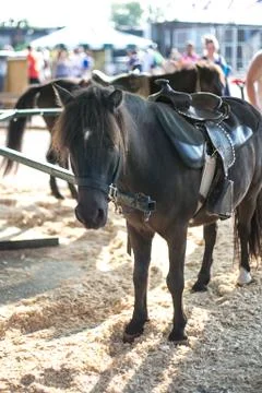 Horse Stock Photos
