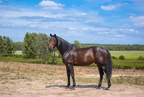 Horse Stock Photos