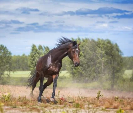 Horse Stock Photos