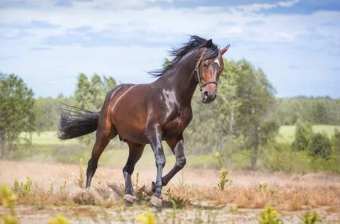 Horse Stock Photos
