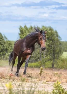 Horse Stock Photos