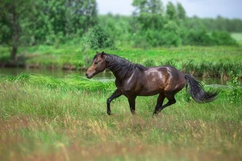 Horse Stock Photos