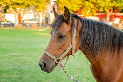 Horse Stock Photos
