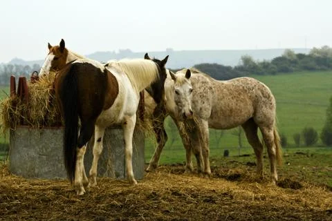 Horse Stock Photos