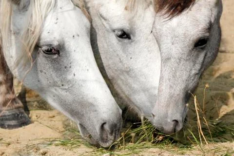 Horse Stock Photos