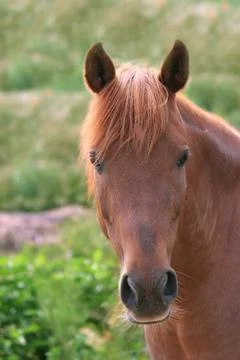 Horse Stock Photos