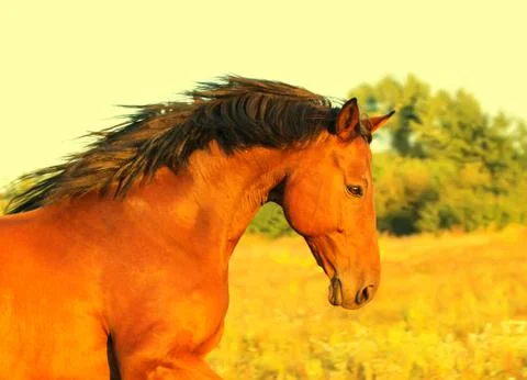 Horse Stock Photos