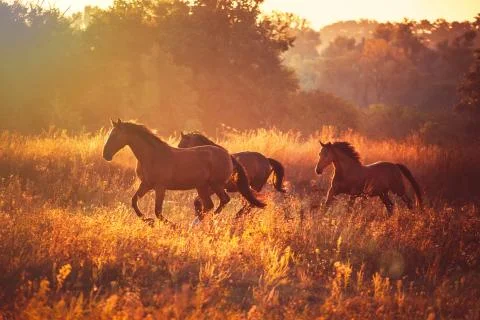 Horse Stock Photos