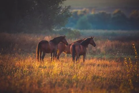 Horse Stock Photos
