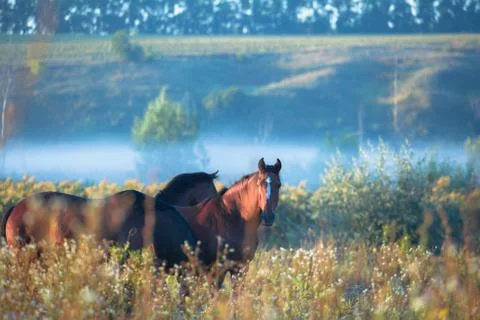 Horse Stock Photos