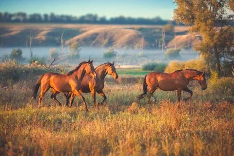 Horse Stock Photos
