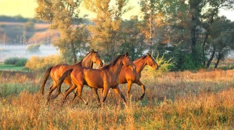 Horse Stock Photos